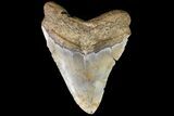Megalodon Tooth From North Carolina - Giant Meg! #75510-2